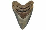 Serrated, Fossil Megalodon Tooth - North Carolina #199703-1